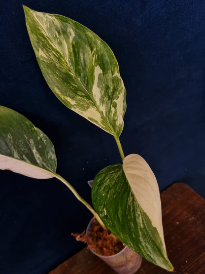 Monstera Lechleriana Variegata