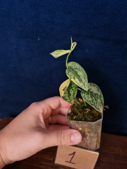 Scindapsus Apolaki