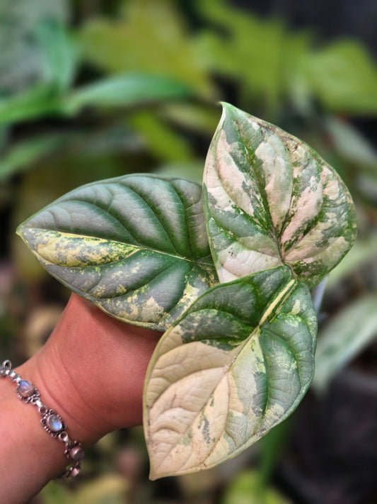 Alocasia Silver Dragon Aurea