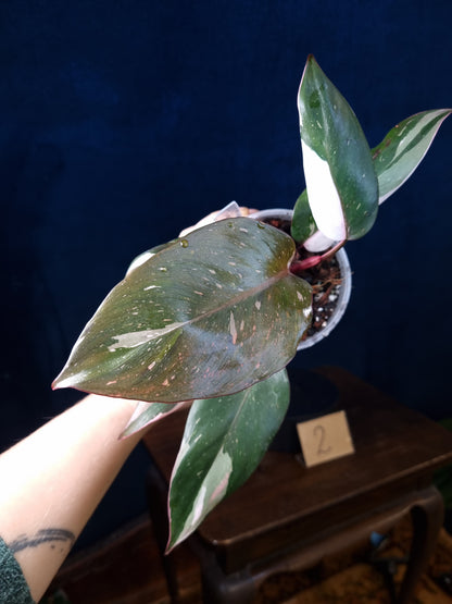 Philodendron Red Anderson