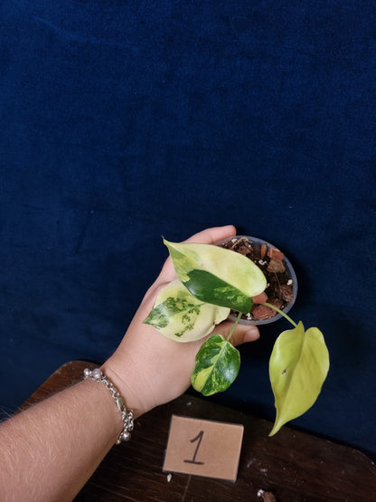 Philodendron Burle Marx Variegata