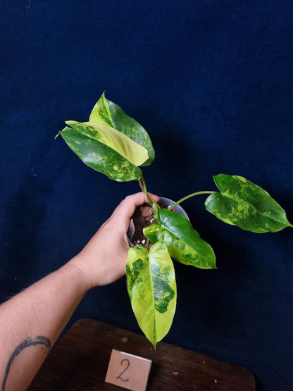Philodendron Burle Marx Variegata Medium