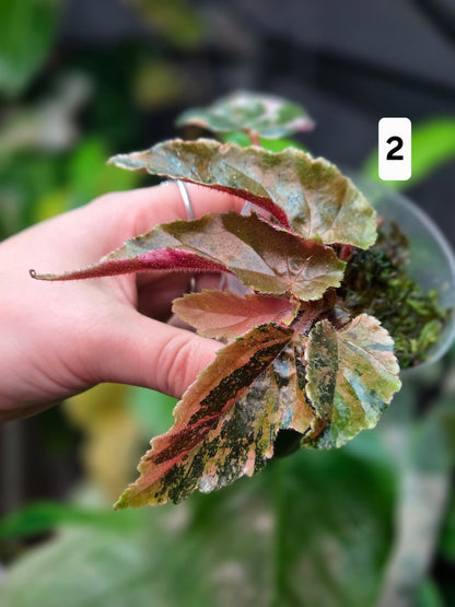 BegonIa Ginny Galaxy