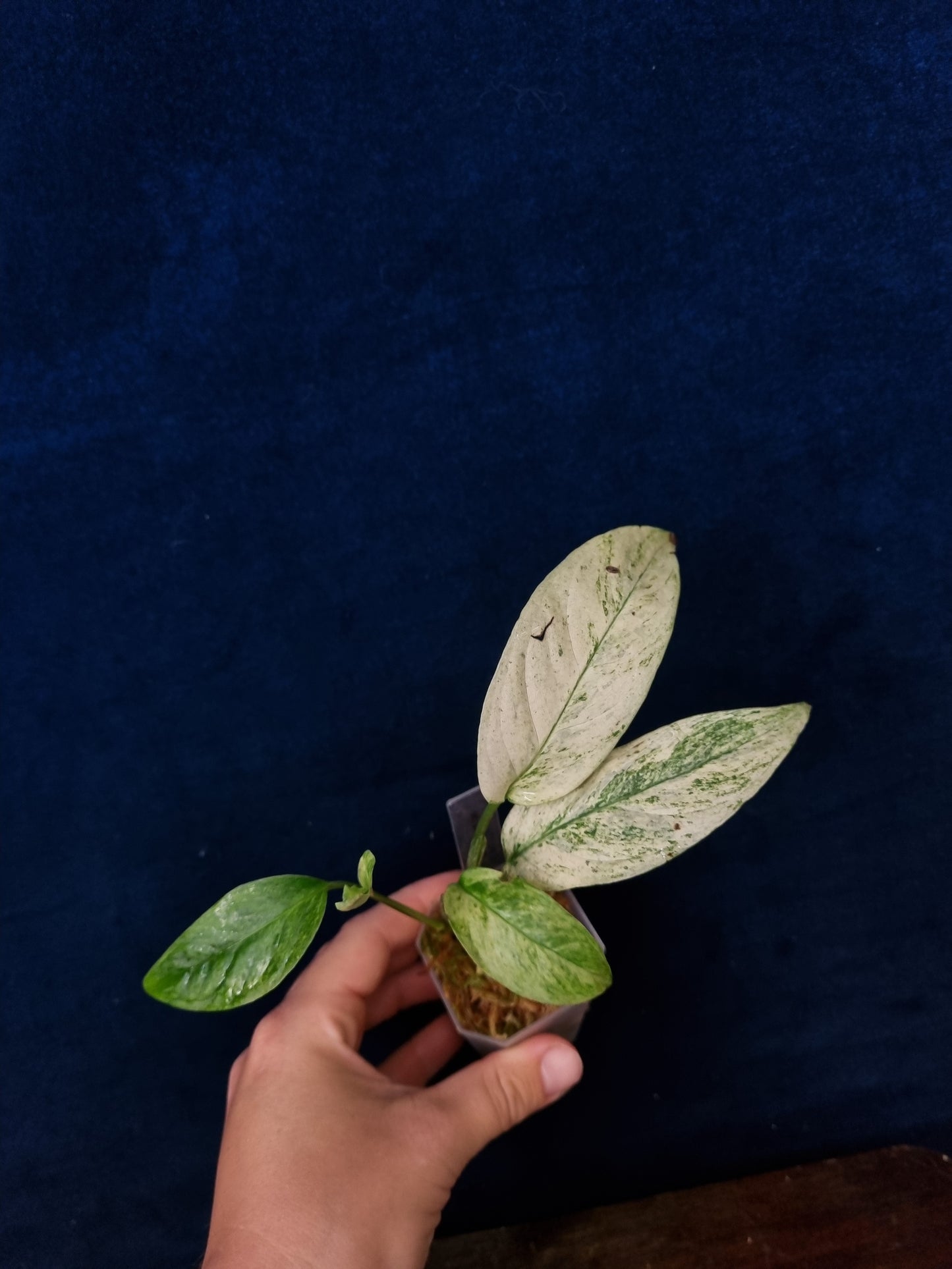 Monstera Laniata Mint
