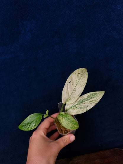 Monstera Laniata Mint