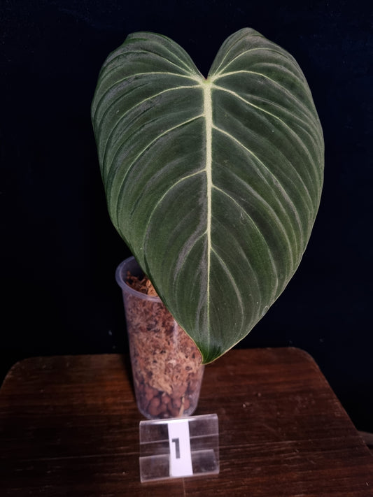 Philodendron Glorious