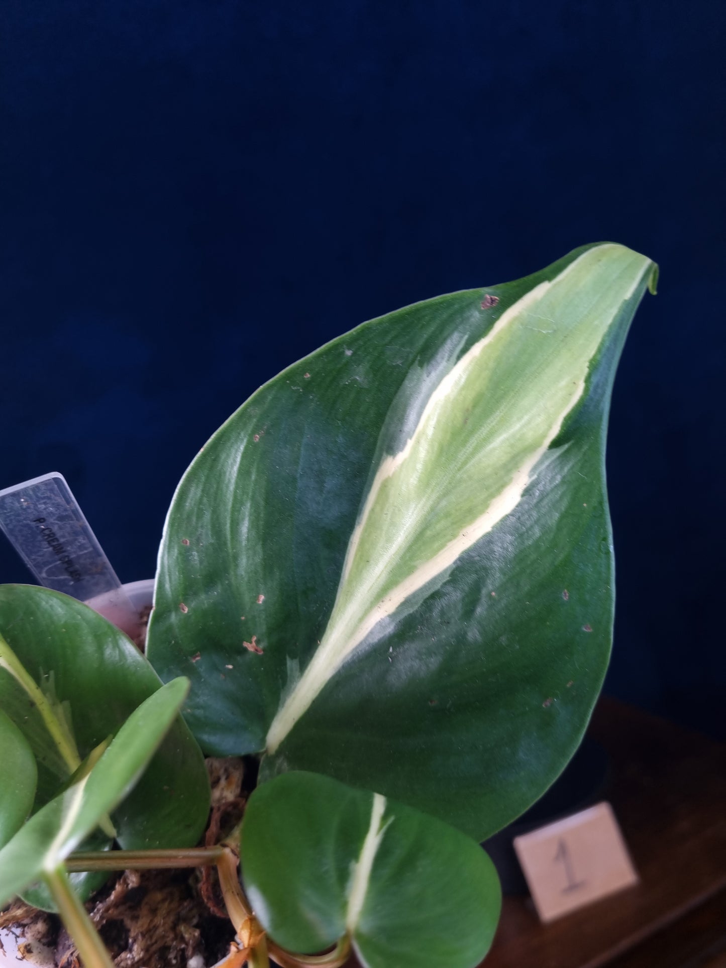Philodendron Cream Splash Big Leaves
