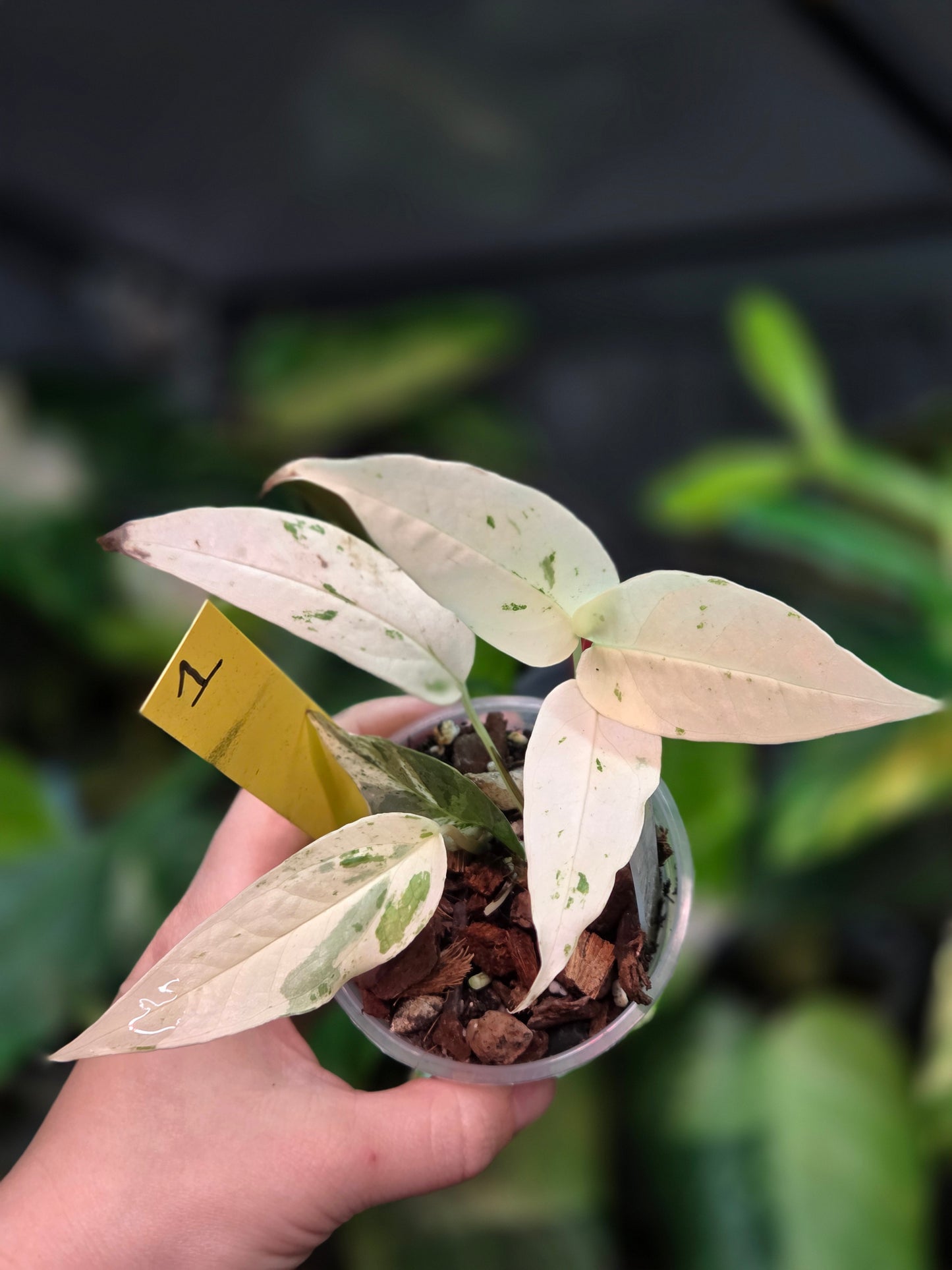 Epipremnum Pinnatum Cebu Blue Variegata