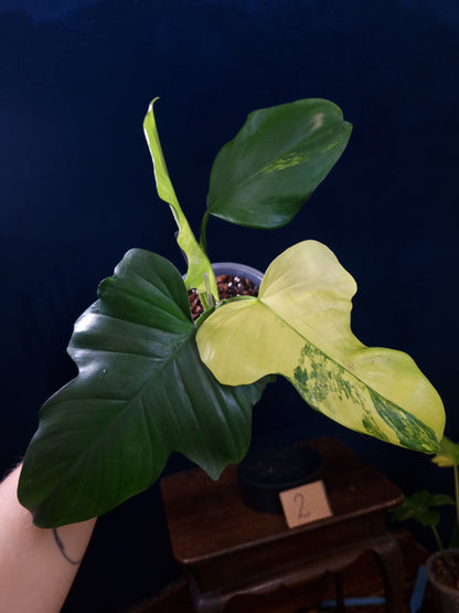 Philodendron Florida Beauty x Mayoi