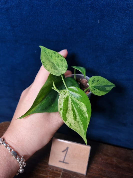 Philodendron Hederaceum Oxycardium Variegata