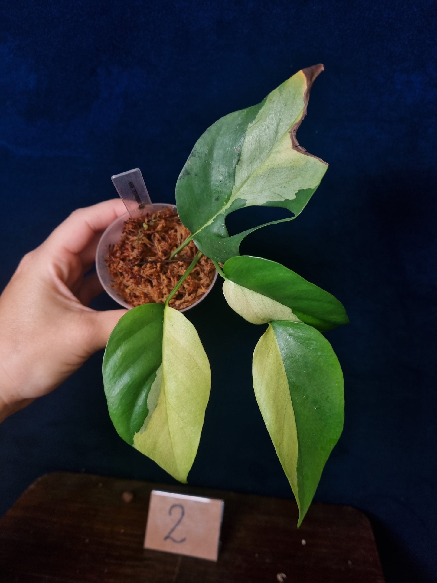 Rhaphidophora Tetrasperma Albo Variegata