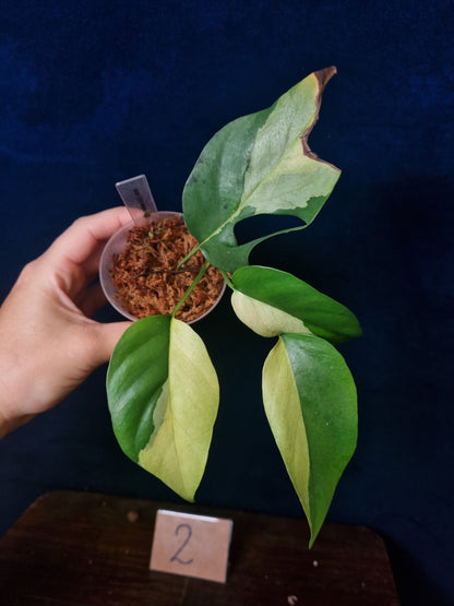 Rhaphidophora Tetrasperma Albo Variegata