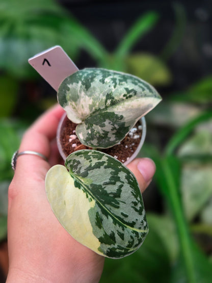 Scindapsus Mayari