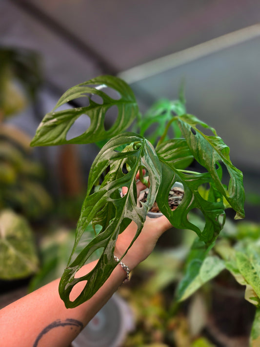Monstera Adansonii Indonesian Marble