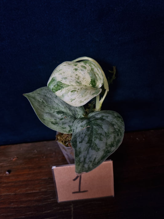 Scindapsus Peasun Small