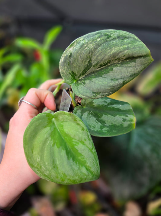 Scindapsus Silver Knight Variegata