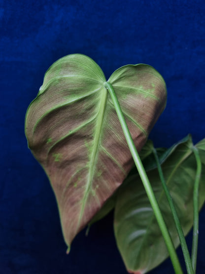 Philodendron Esmeraldense