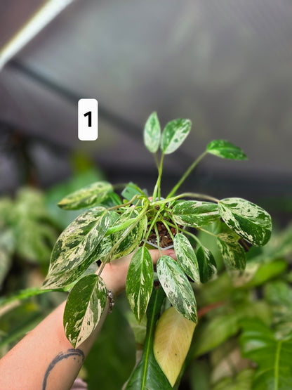 Philodendron Emerald Ice - Medium