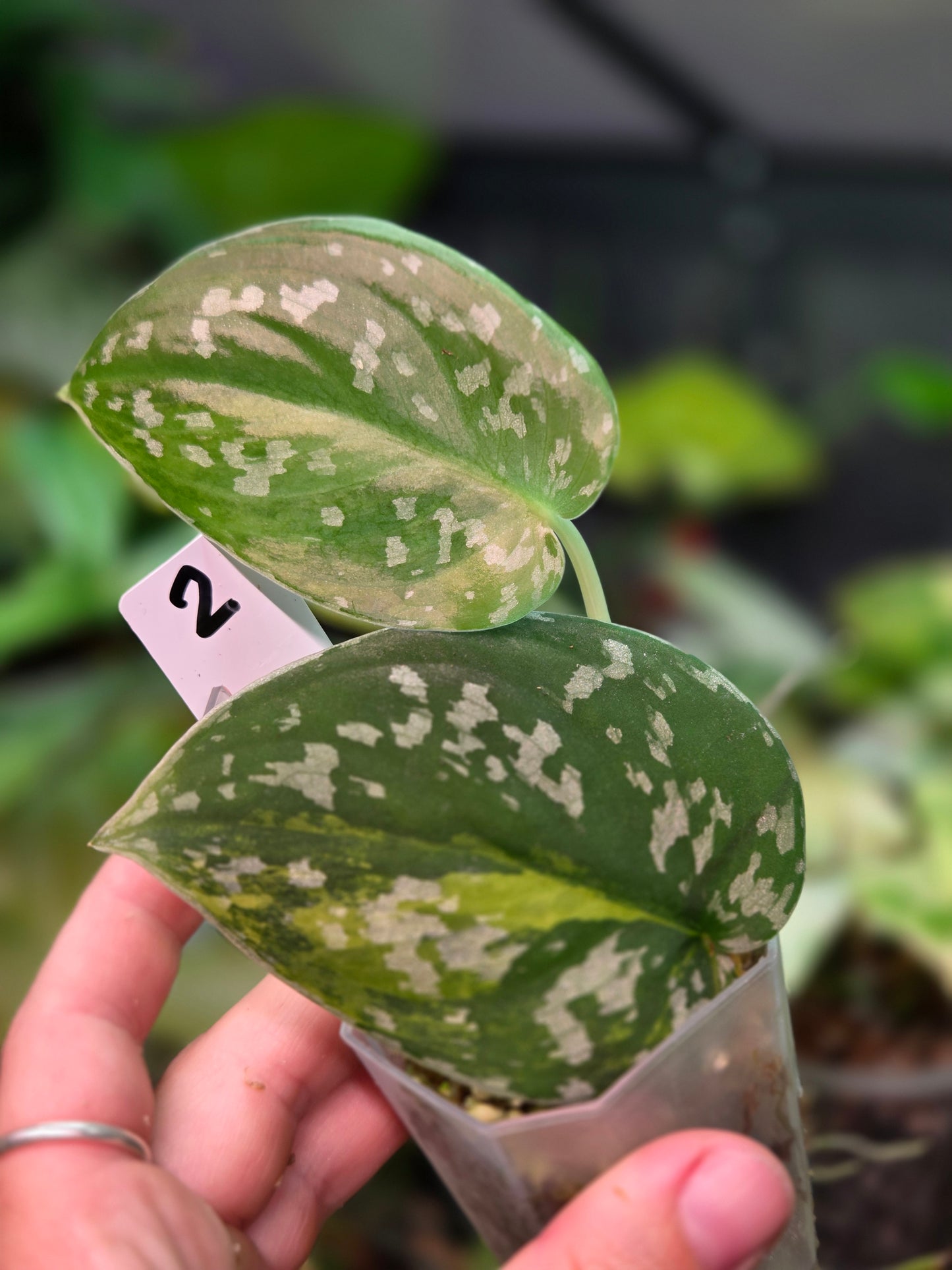 Scindapsus Sentarum Variegata