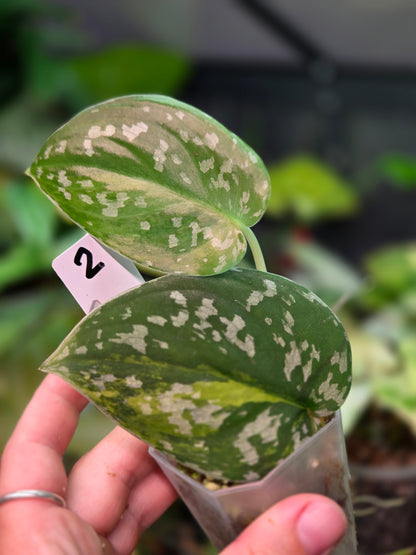 Scindapsus Sentarum Variegata