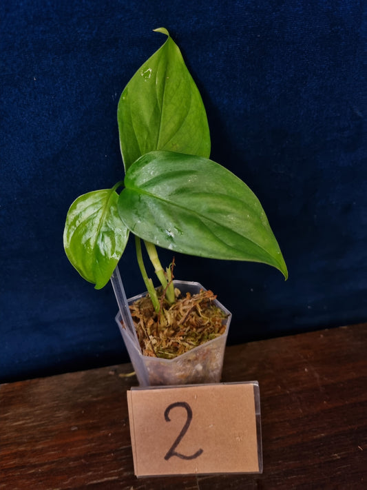 Monstera Obliqua Filamentous