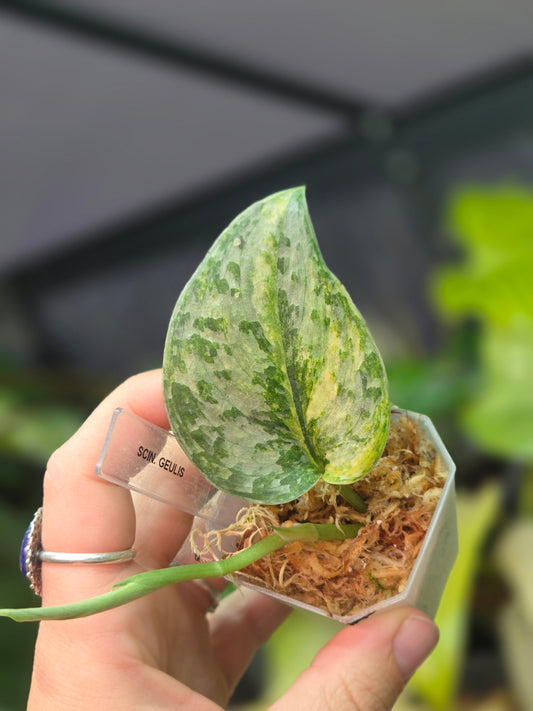 Scindapsus Geulis