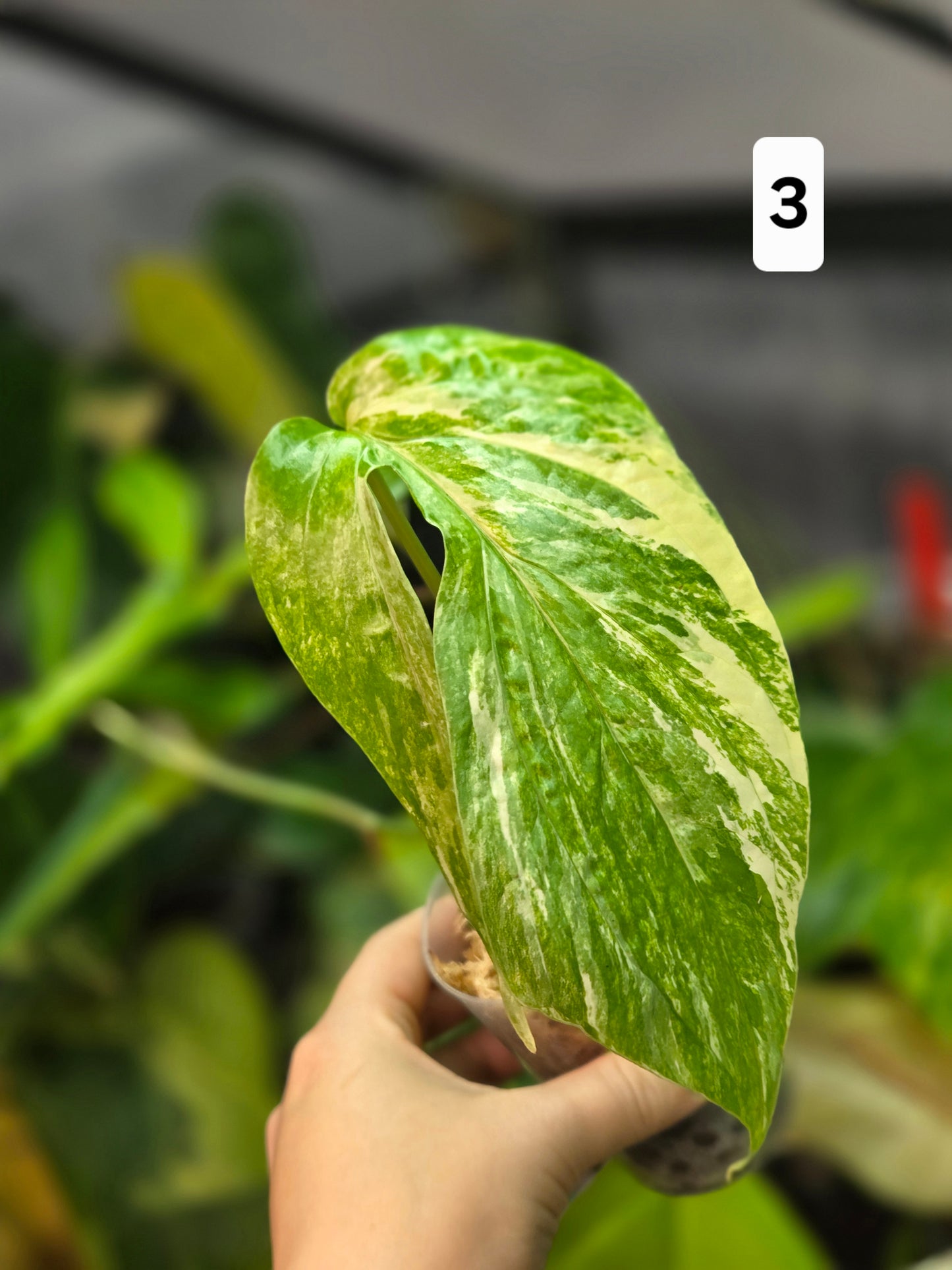 Amydrium Medium Variegata Small