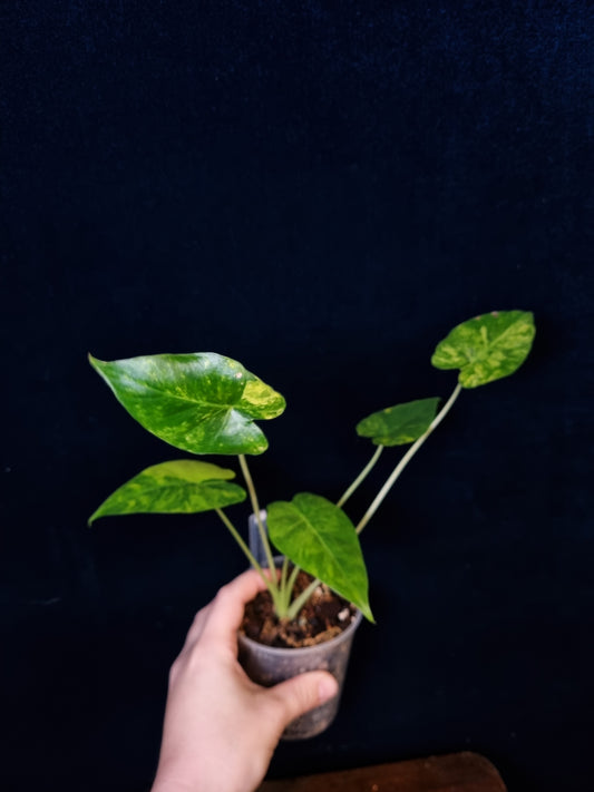 Alocasia Gageana Odora Aurea