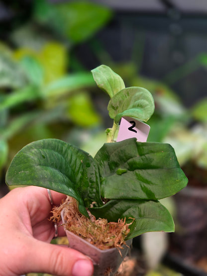 Rhaphidophora Korthalsii