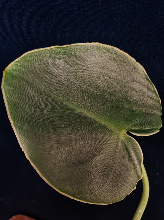 Philodendron rugosum