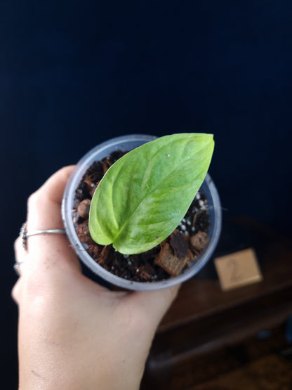Monstera Obliqua Mayuna Variegata Small