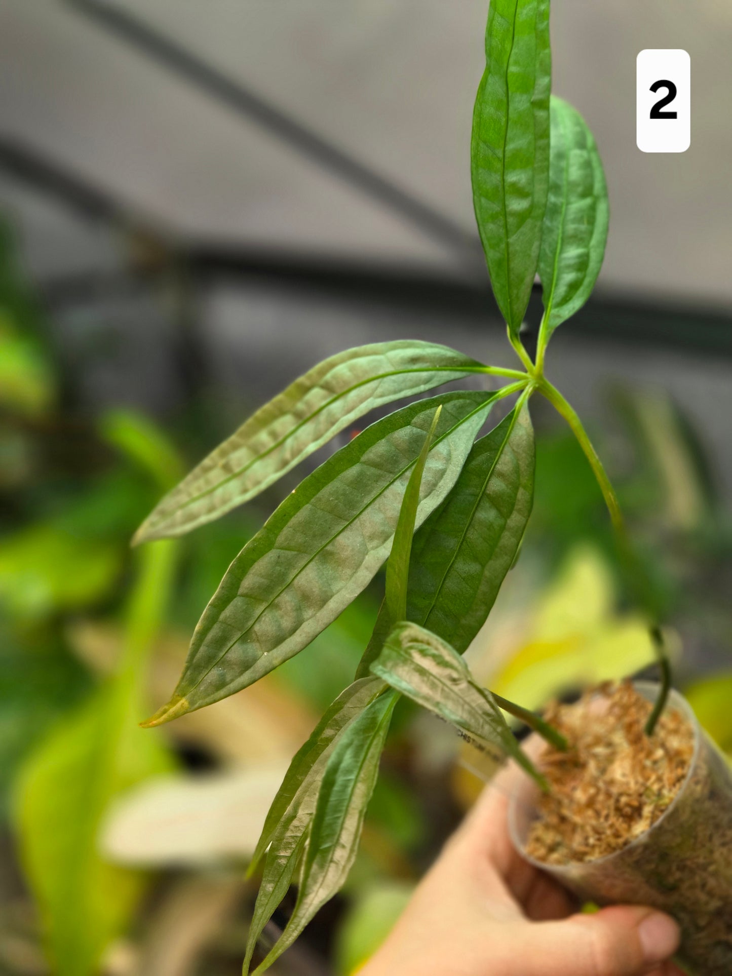 Anthurium Polyschistum x NOID