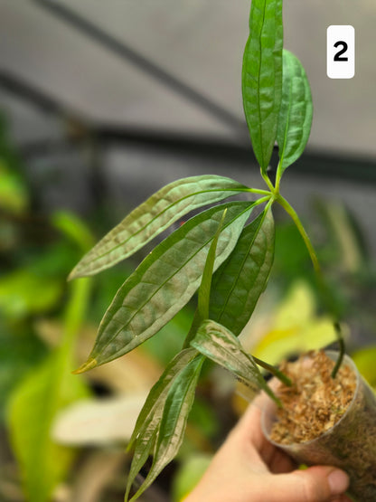 Anthurium Polyschistum x NOID