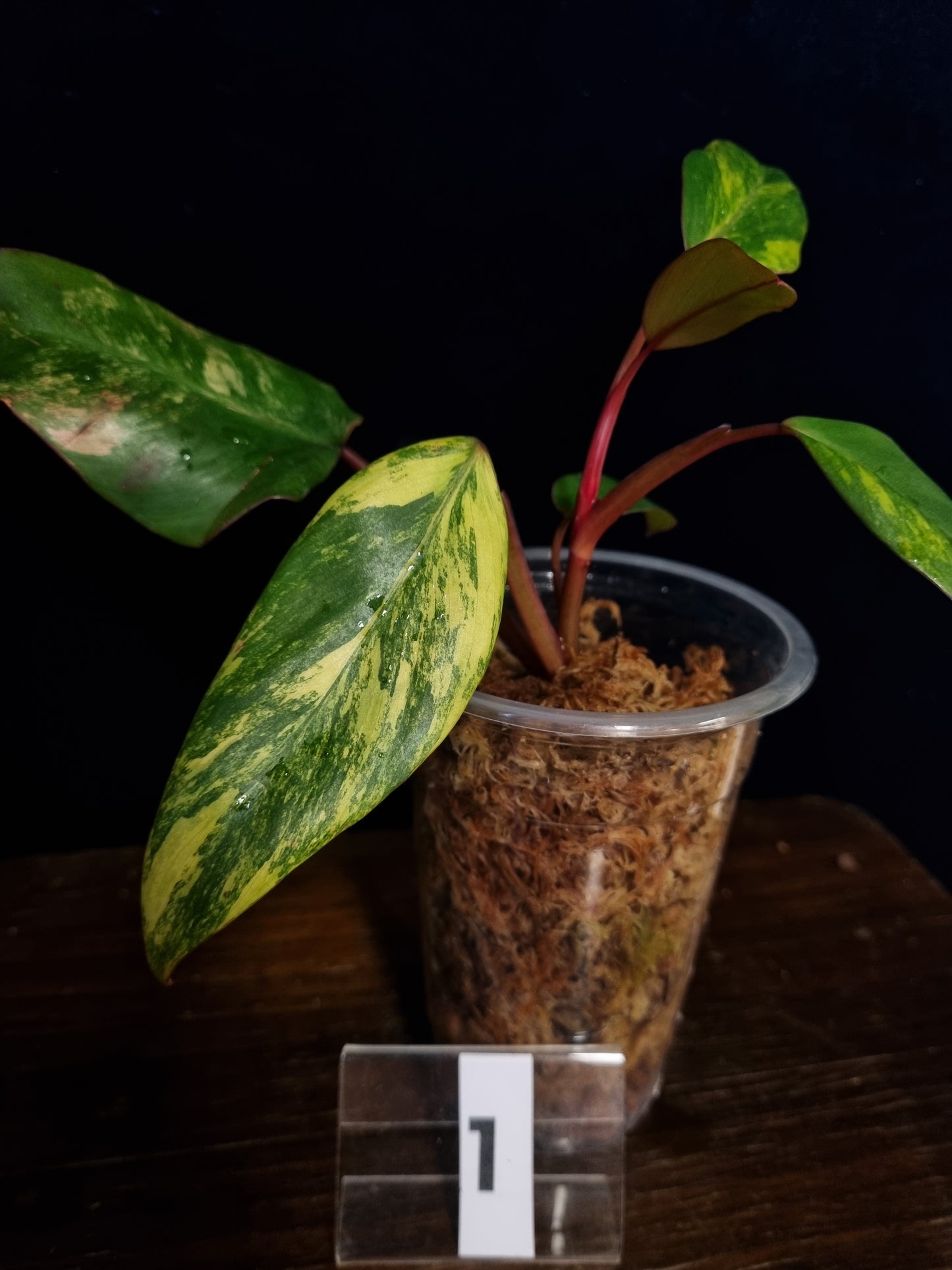 Philodendron Strawberry Shake