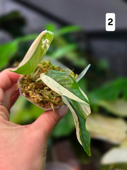 Epipremnum Pinnatum Cebu Blue Variegata