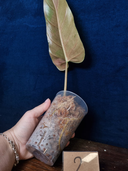Philodendron Whipple Way Marble/Mint Leaf Cuttings
