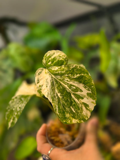 Amydrium Medium Variegata
