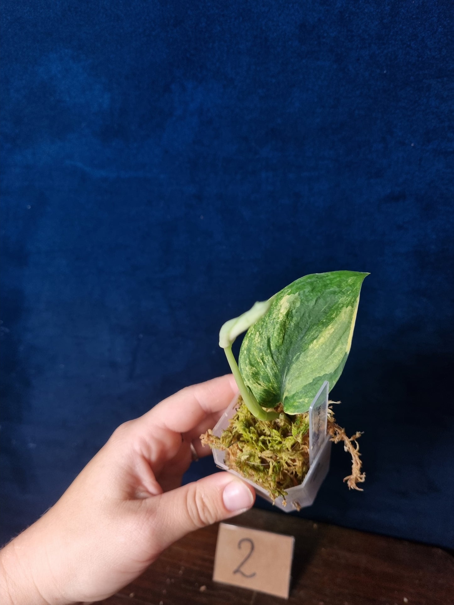 Scindapsus Jade Satin Aurea Small