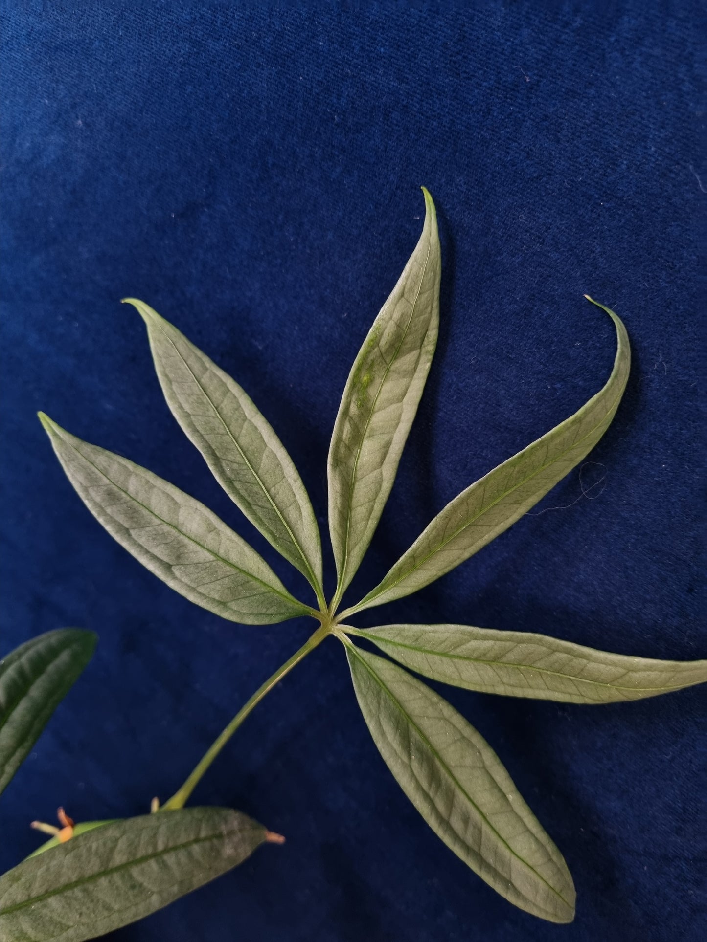 Anthurium Polyschistum x NOID