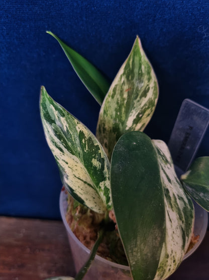 Philodendron Emerald Ice