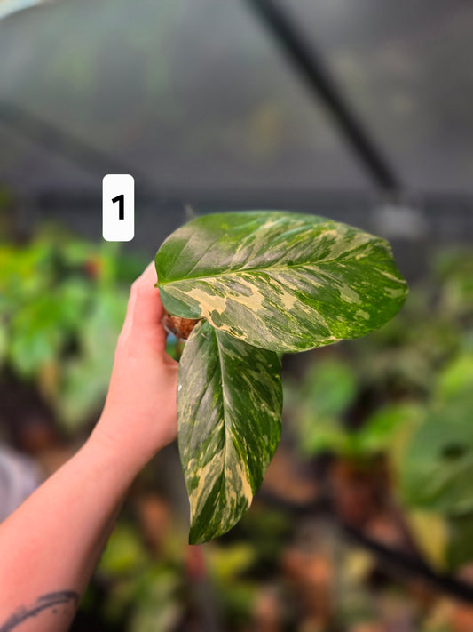 Monstera Lechleriana Variegata