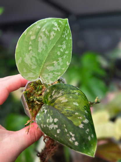 Scindapsus Sentarum Variegata