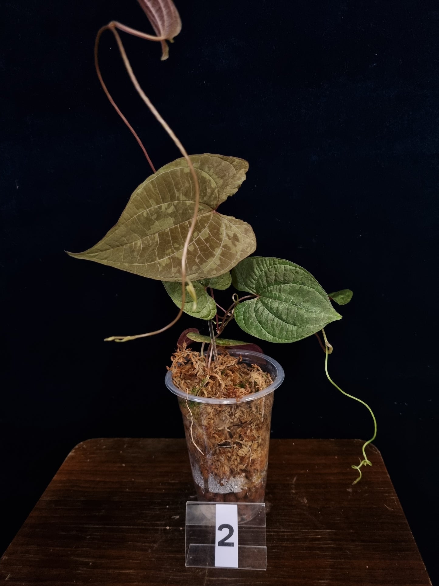 Dioscorea Discolor Medium