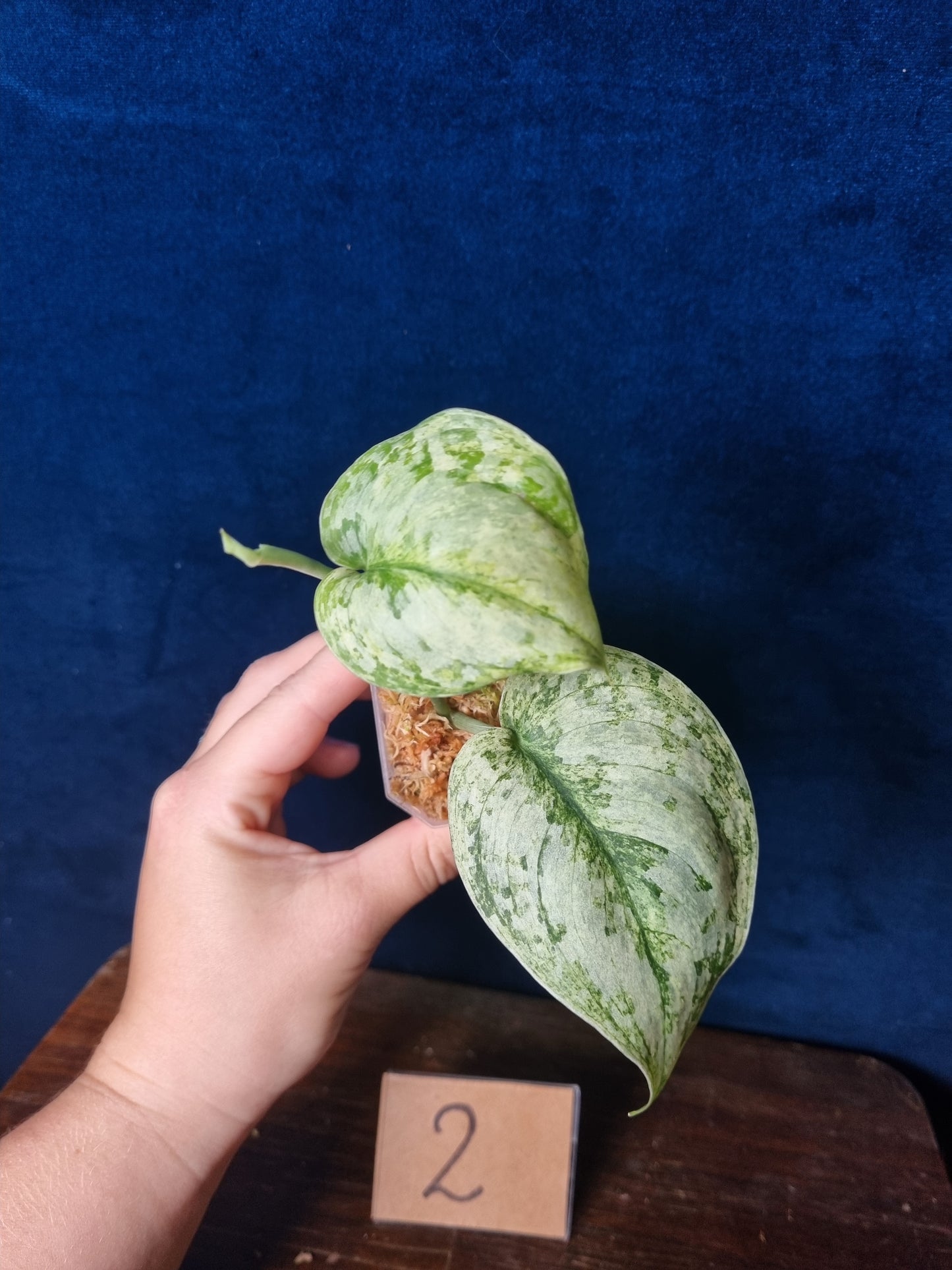Scindapsus Peasun Small