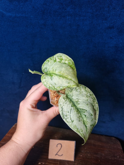 Scindapsus Peasun Small