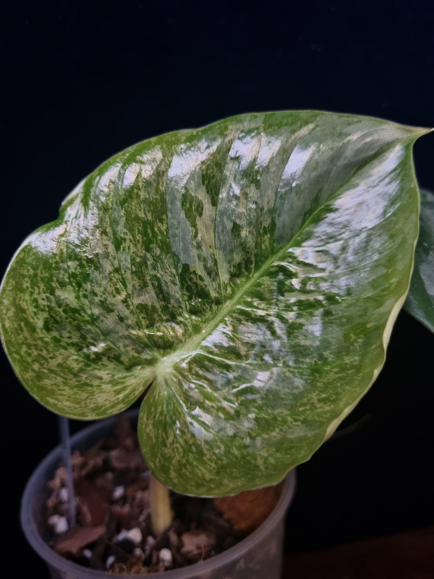 Philodendron Sodiroi Variegata