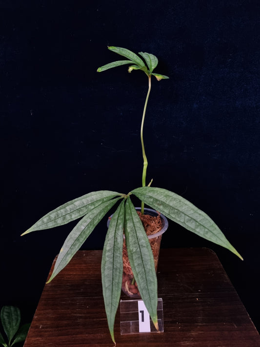 Anthurium Polyschistum