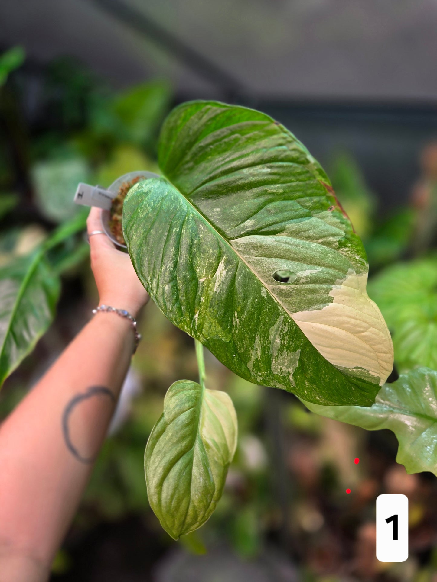 Monstera Obliqua Mayuna Variegata