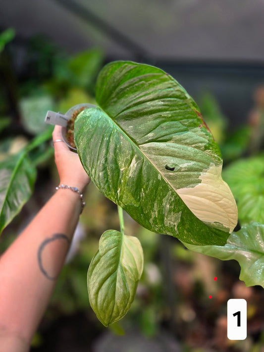 Monstera Obliqua Mayuna Variegata