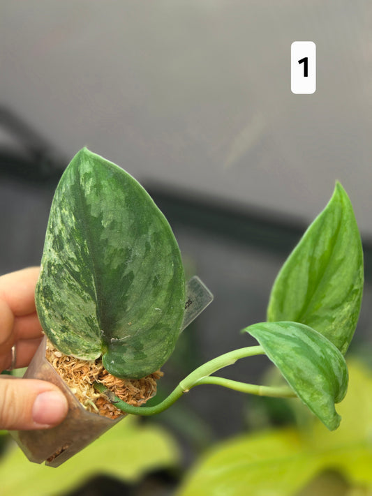 Scindapsus Silver Knight Variegata